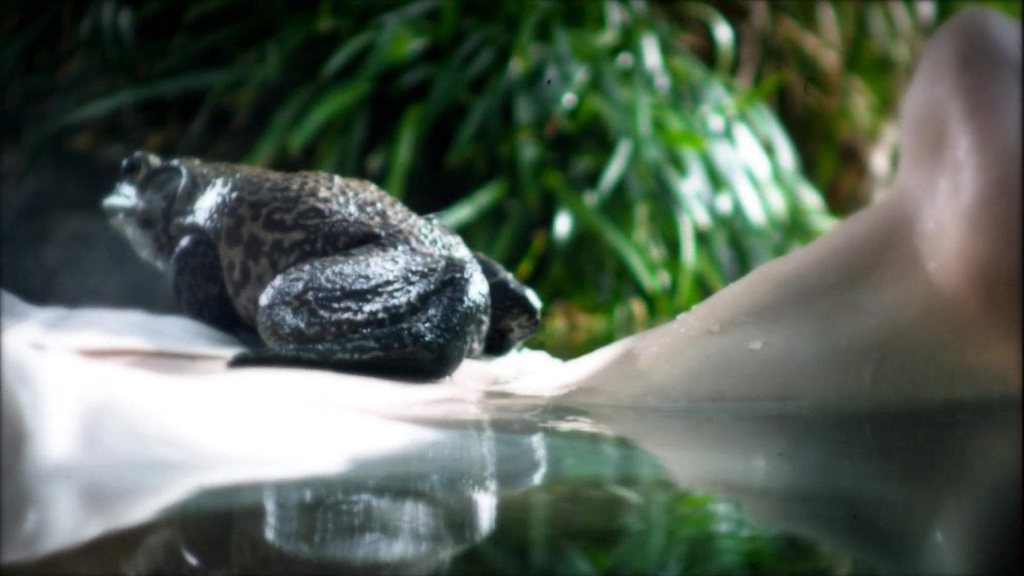 Grimm Frog Prince Fairytale